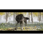 کد بازی Ghost of Yotei برای PS5 - اروپا